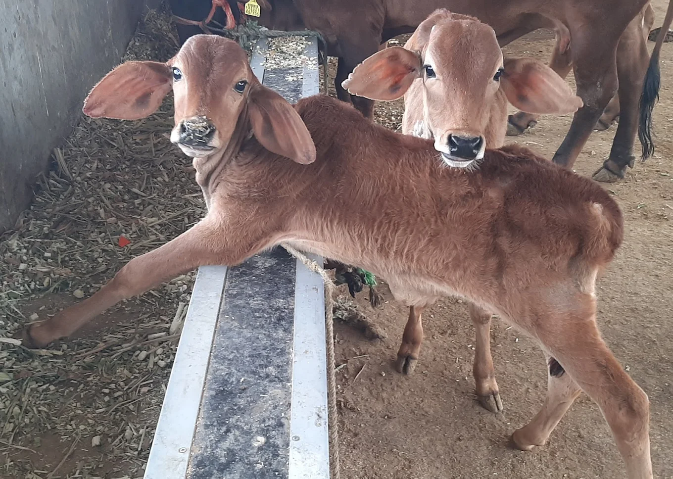 Calves